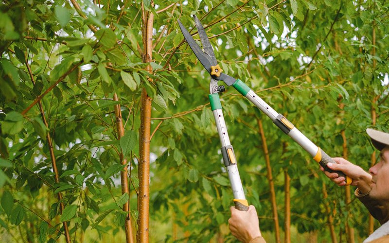 Tree trimming in Windsor, NC