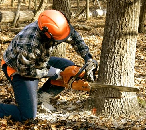 Tree Removal in Windsor, NC
